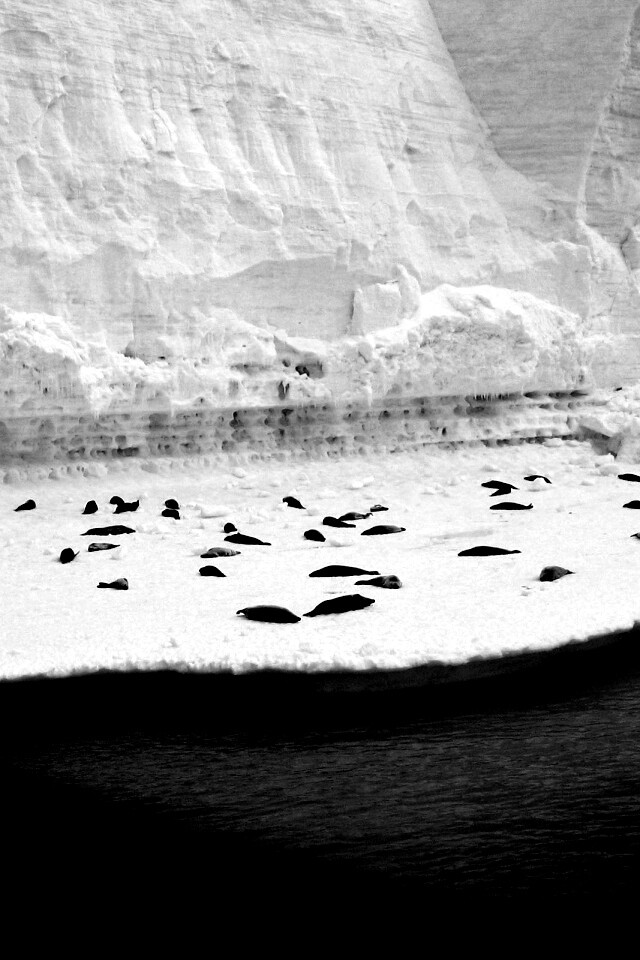 Спящие тюлени обои