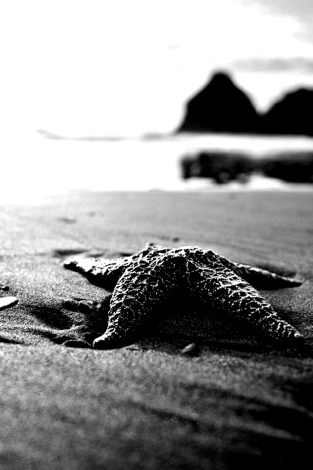 Морская звезда обои