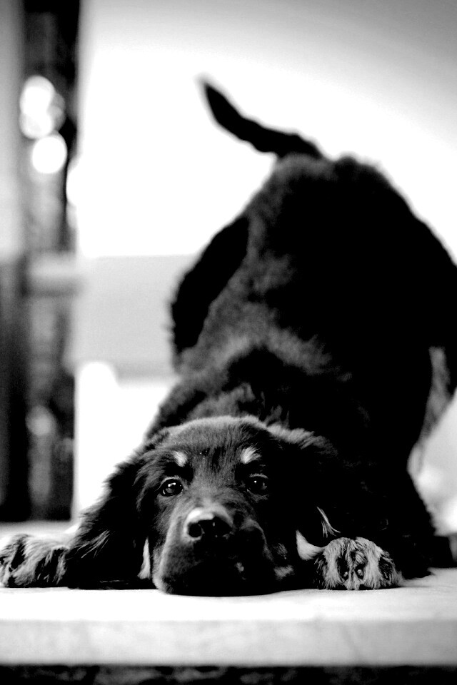 Игривый пес обои