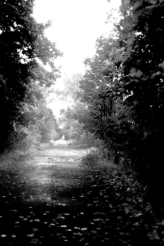 Желтая дорога обои