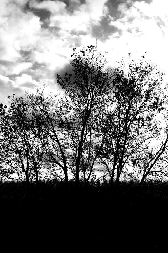 Деревце обои