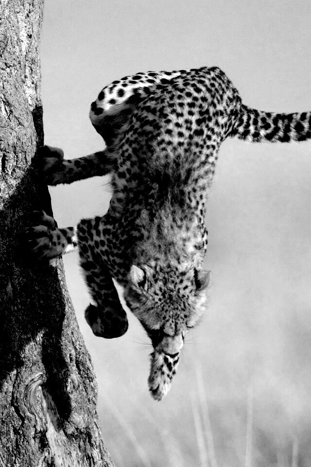 Скалолаз обои