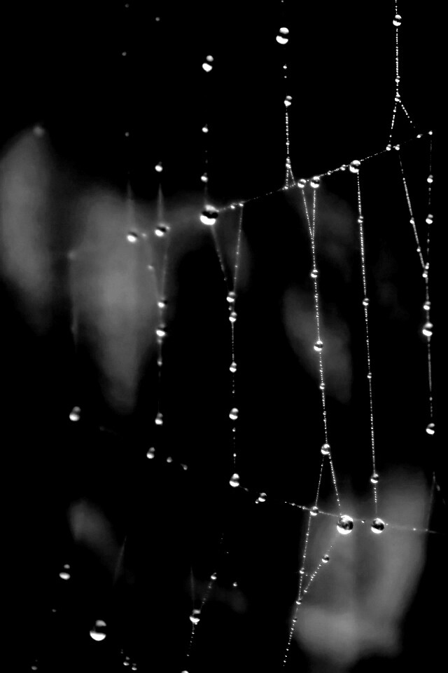 Роса на паутине обои