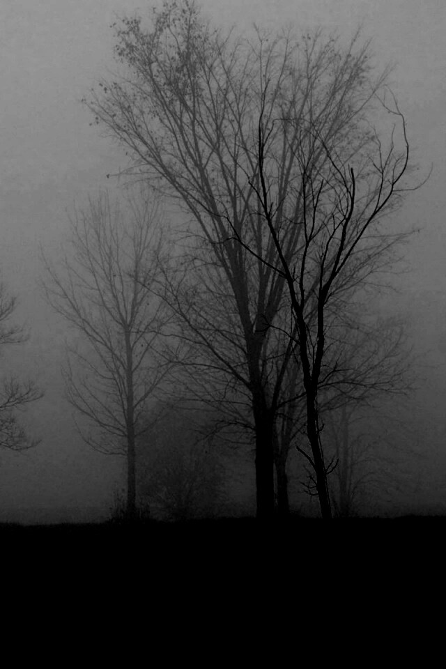 Деревья в тумане обои