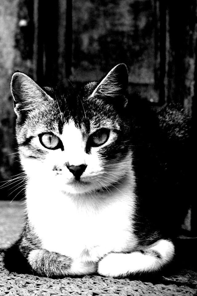 Кошечка на подстилке обои