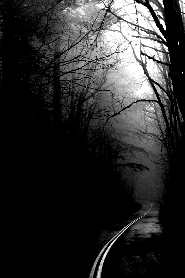 В туман обои