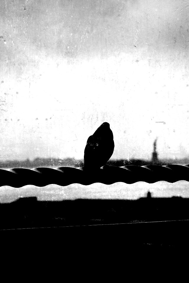 Голубь в Нью-Йоркских доках обои