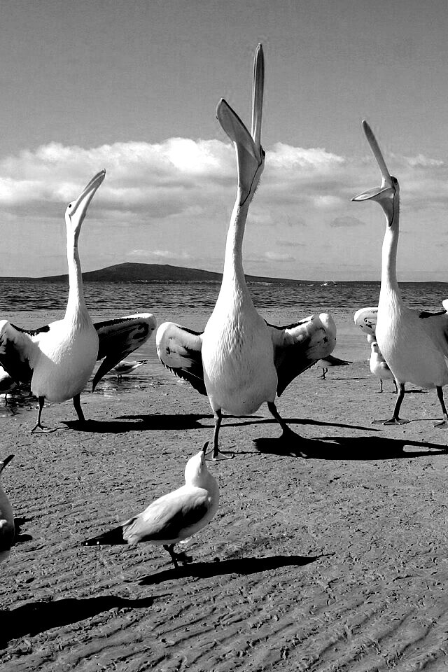 Пеликаны и чайки обои