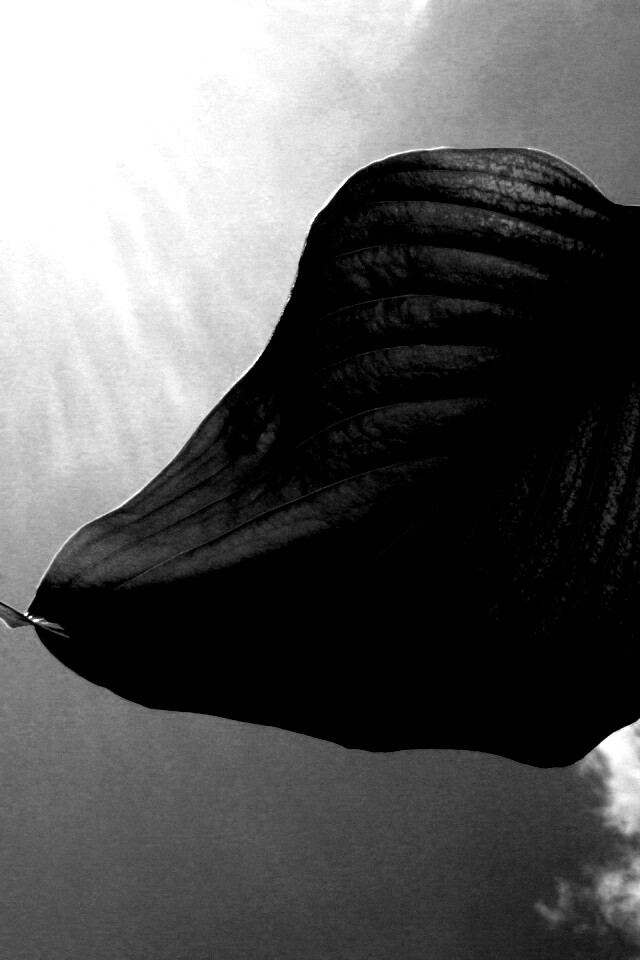 Листик тянется к солнцу обои