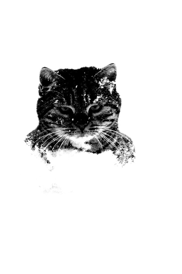 Недовольный кот в сугробе обои