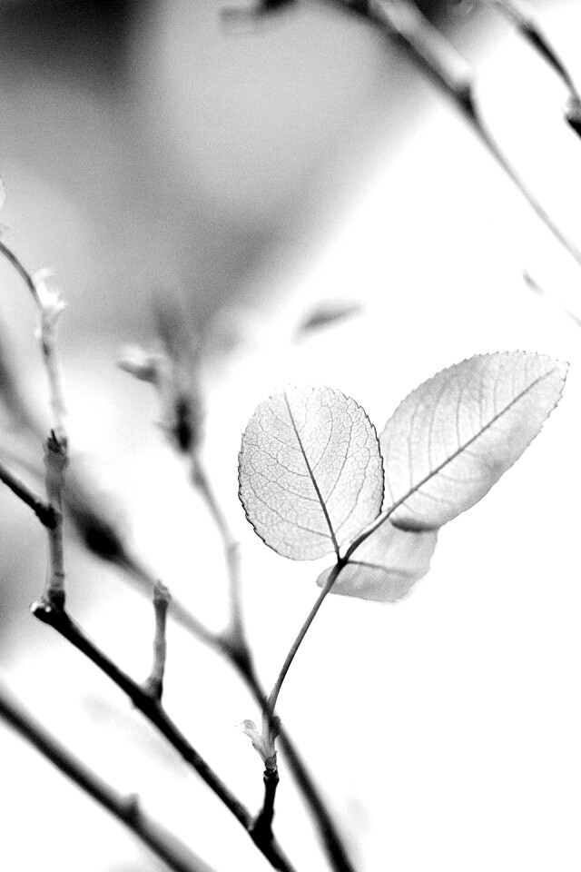 Красные листики обои