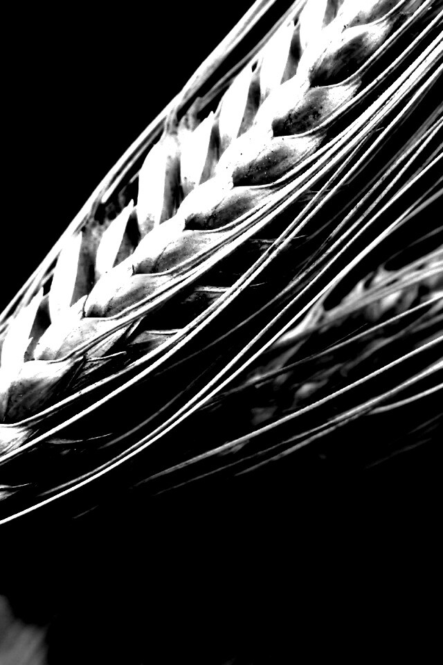 Пшеничный колос обои