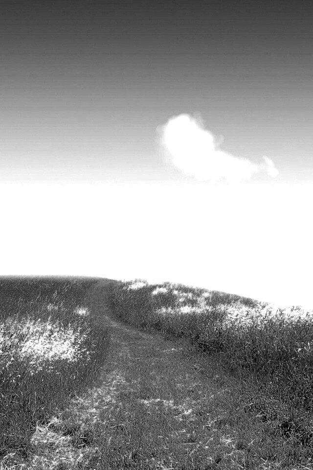 Золоте поле обои