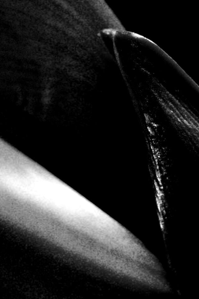 Макро фото цветка обои