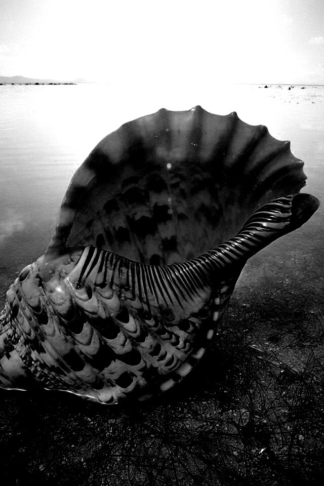 Морская раковина обои