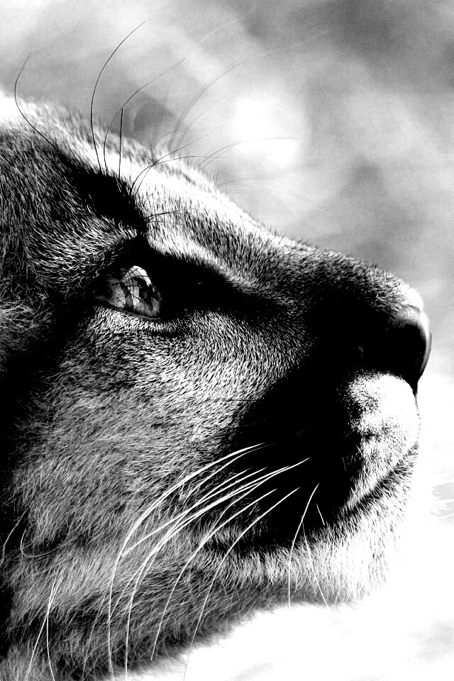 Оцелот смотрит вдаль обои