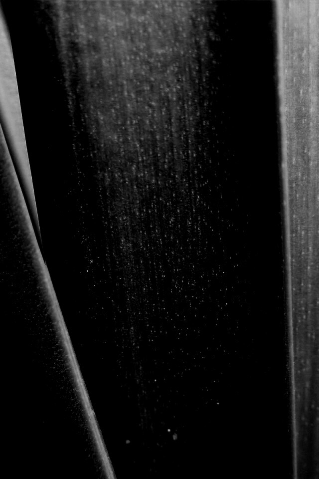 Сочная травинка обои