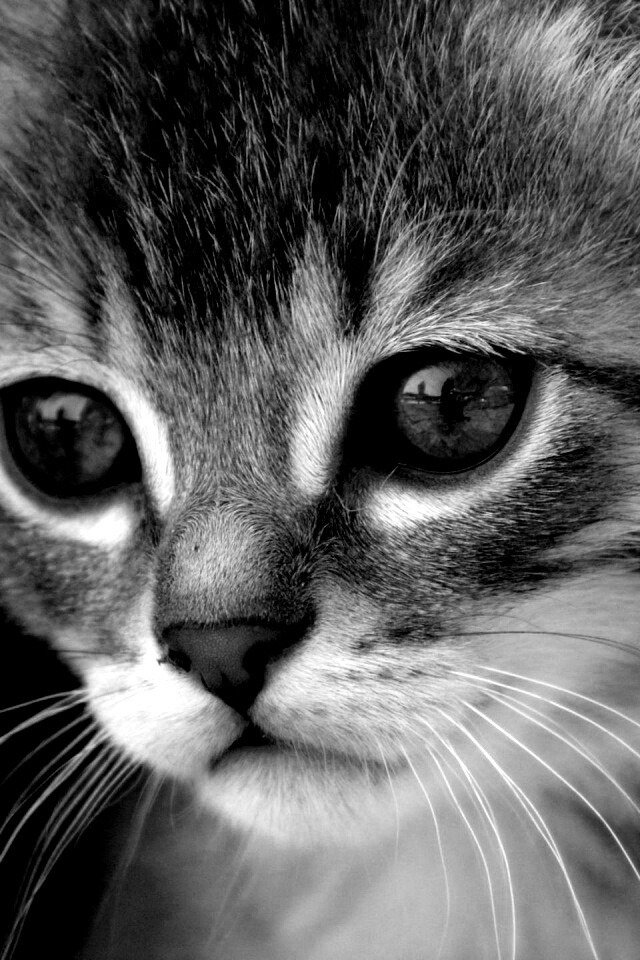 Мордочка котёнка обои