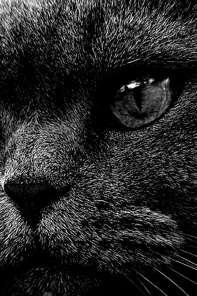 Кот с оранжевыми глазами обои