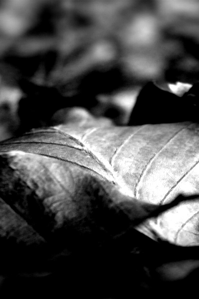 Мертвые листья обои