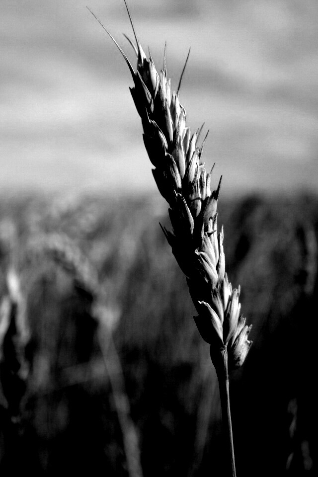 Колосок обои