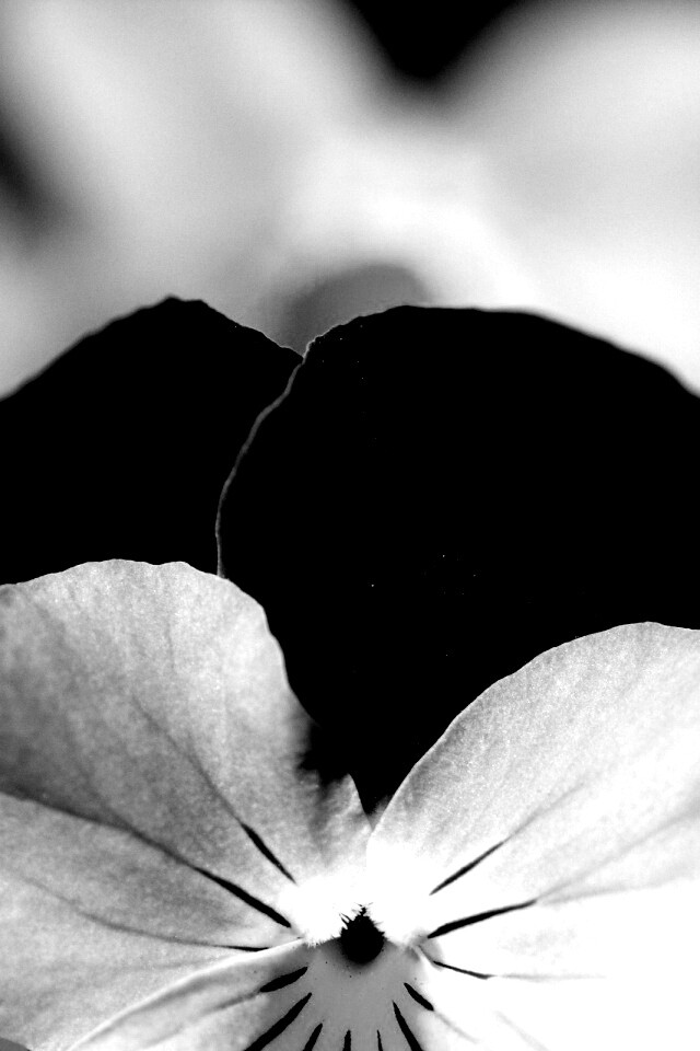 Фиолетовые цветы обои