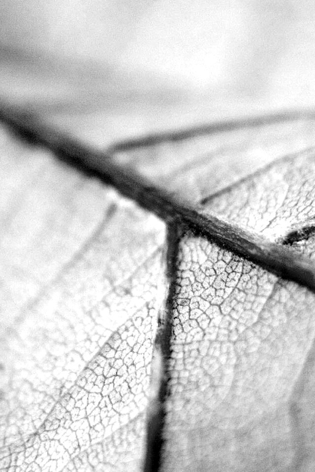 Желтый лист обои