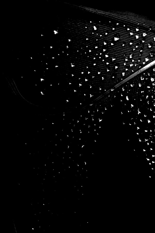 Капли на черном пере обои