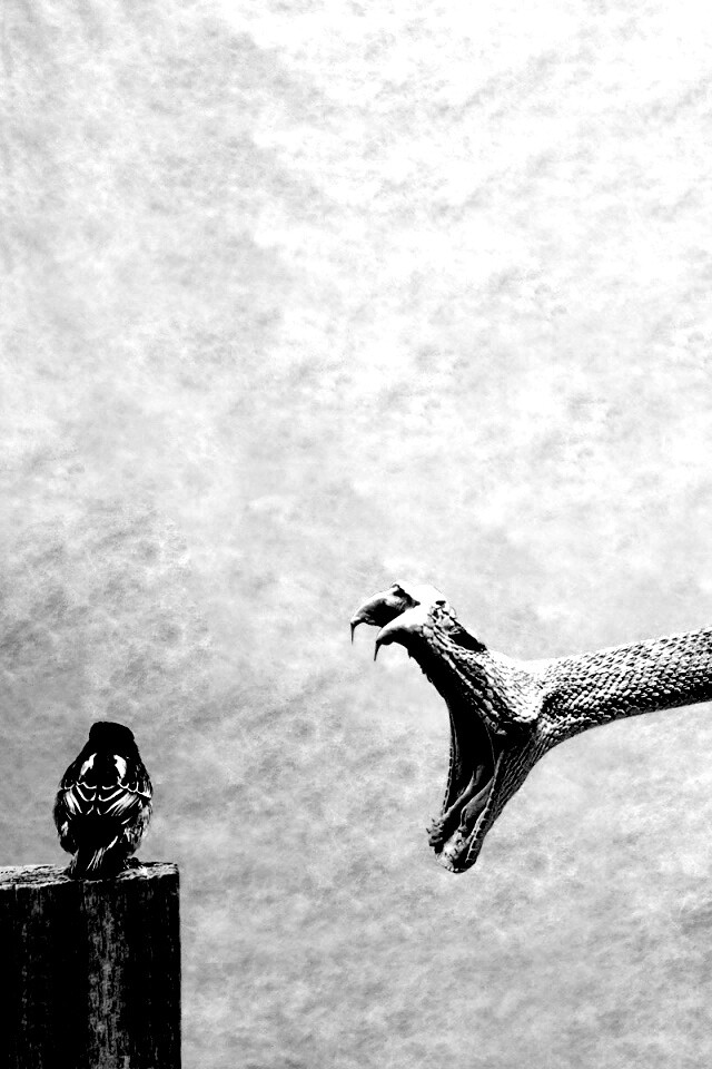 Змея-коряга напдает на птичку обои