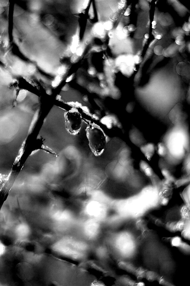 Замерзшие ягоды обои