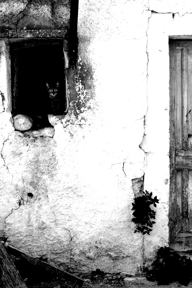 Кот выглядывает из разрушенного дома обои