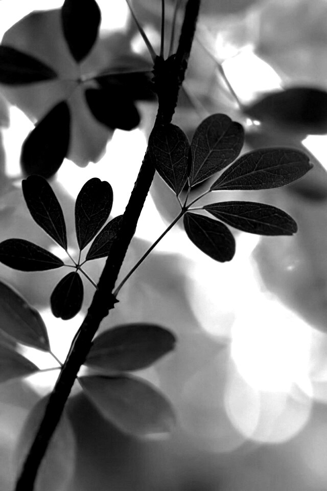 Листики на ветке обои