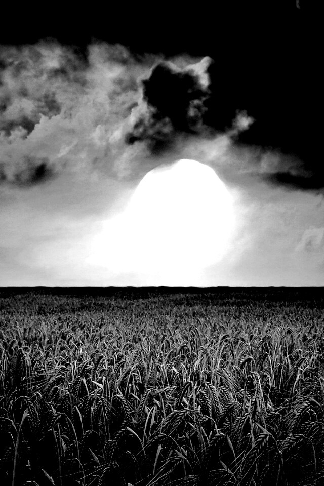 Закат над пшеничным полем обои