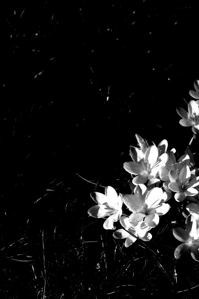 Фиалки на траве обои