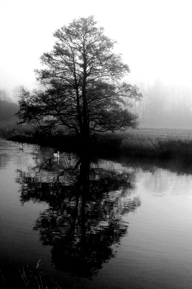 Дерево в тумане обои