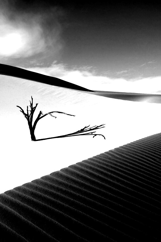 Сухостой в пустыне обои