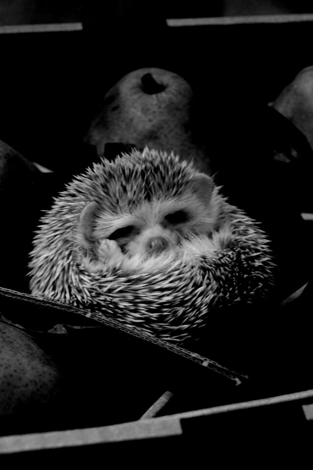 Ёжик в грушах обои