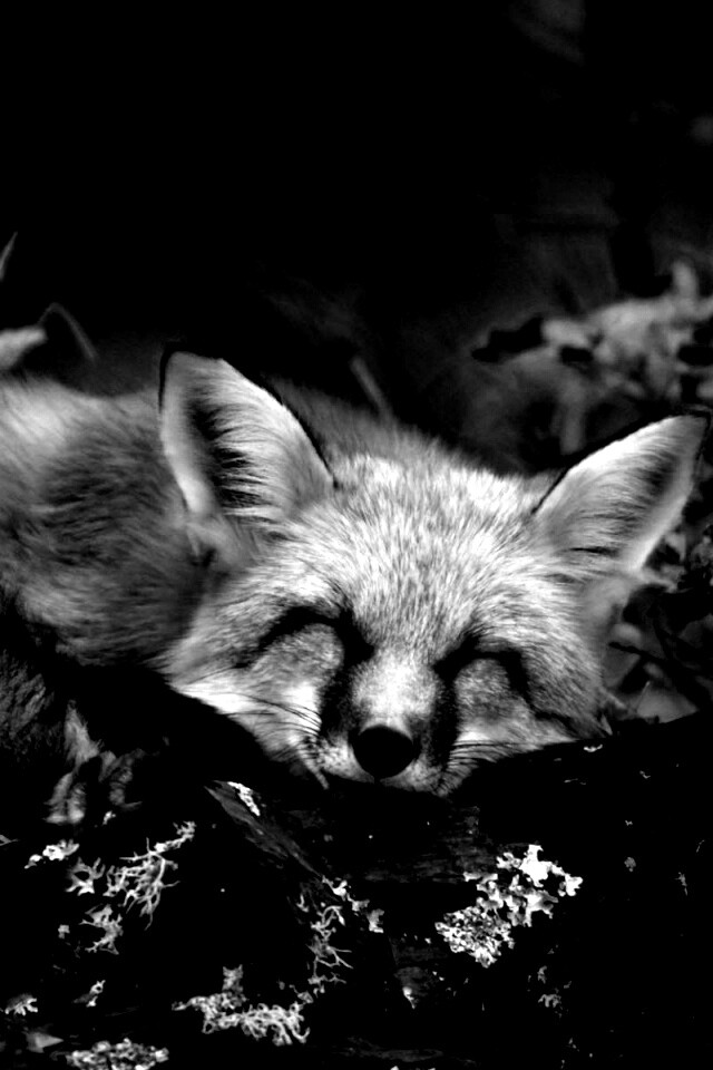 Спящая лиса обои