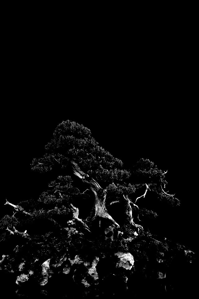 Миниатюрное дерево обои