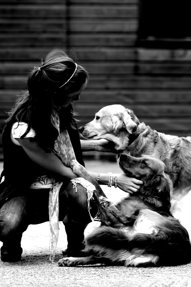 Девушка с собаками обои