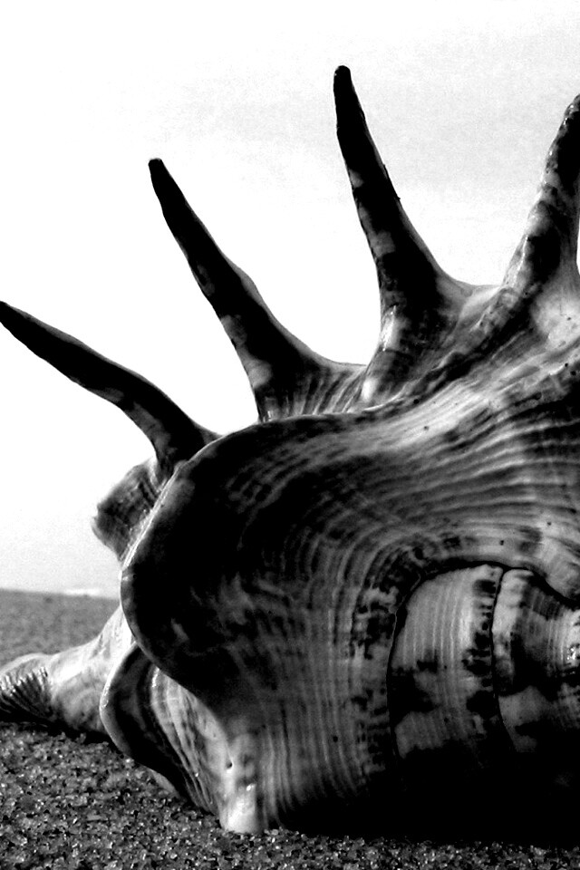 Раковина с гребнем обои