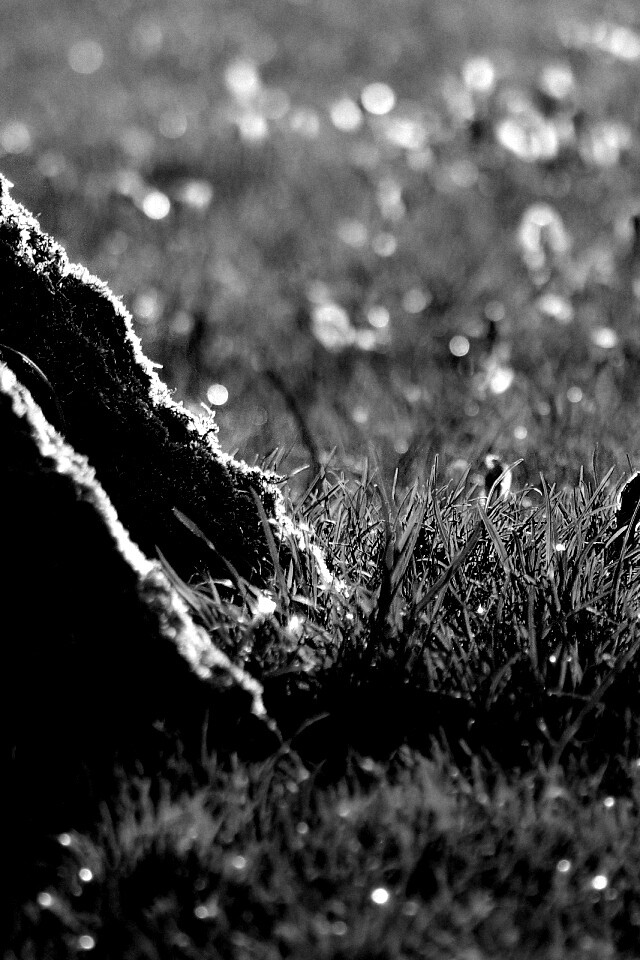 Дерево в траве обои