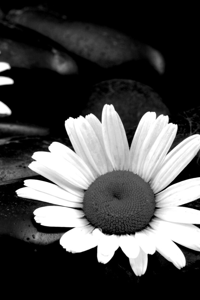 Ромашка среди гальки обои