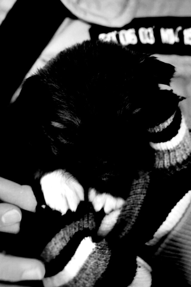 Два коричневых щенка обои