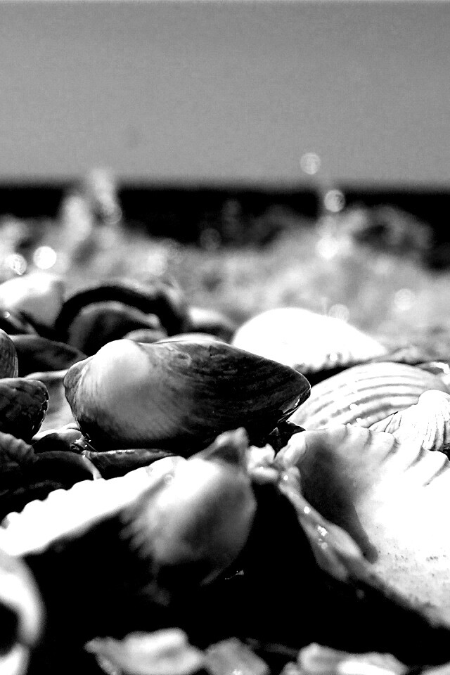 Морские ракушки обои