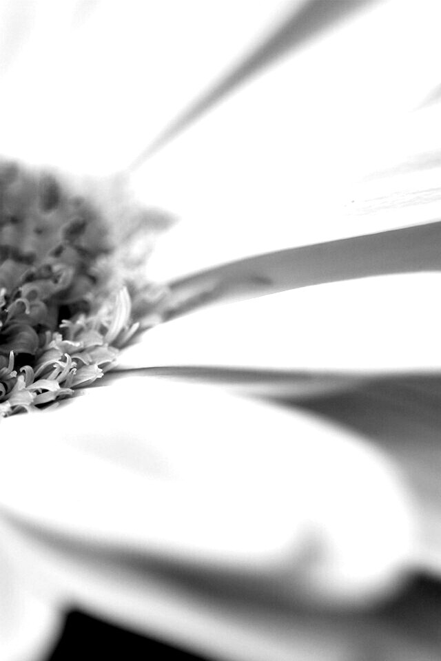 Гербер обои