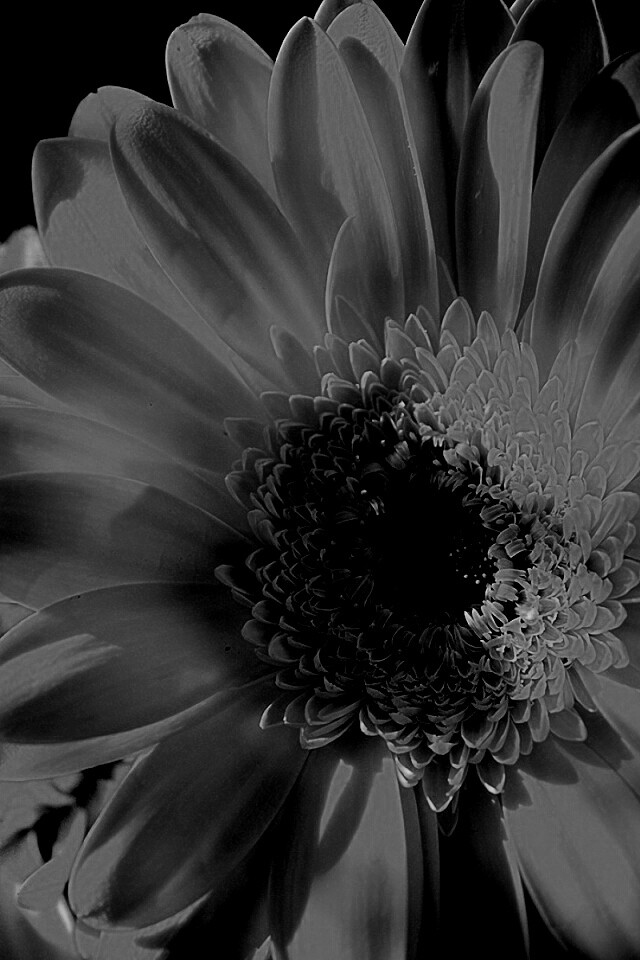 Желтый гербер обои