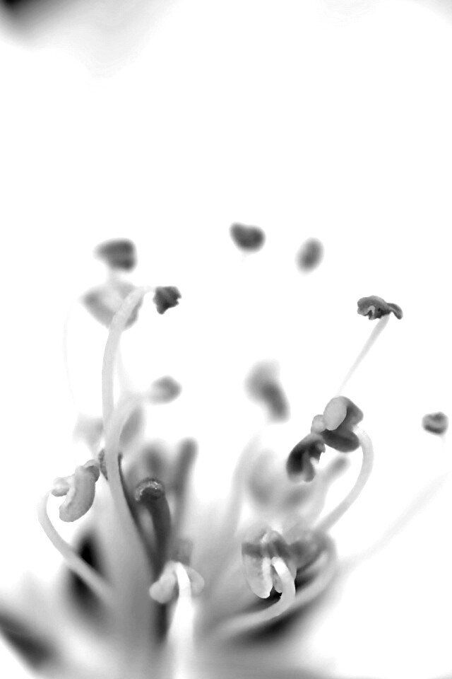 Желтые тычинки обои