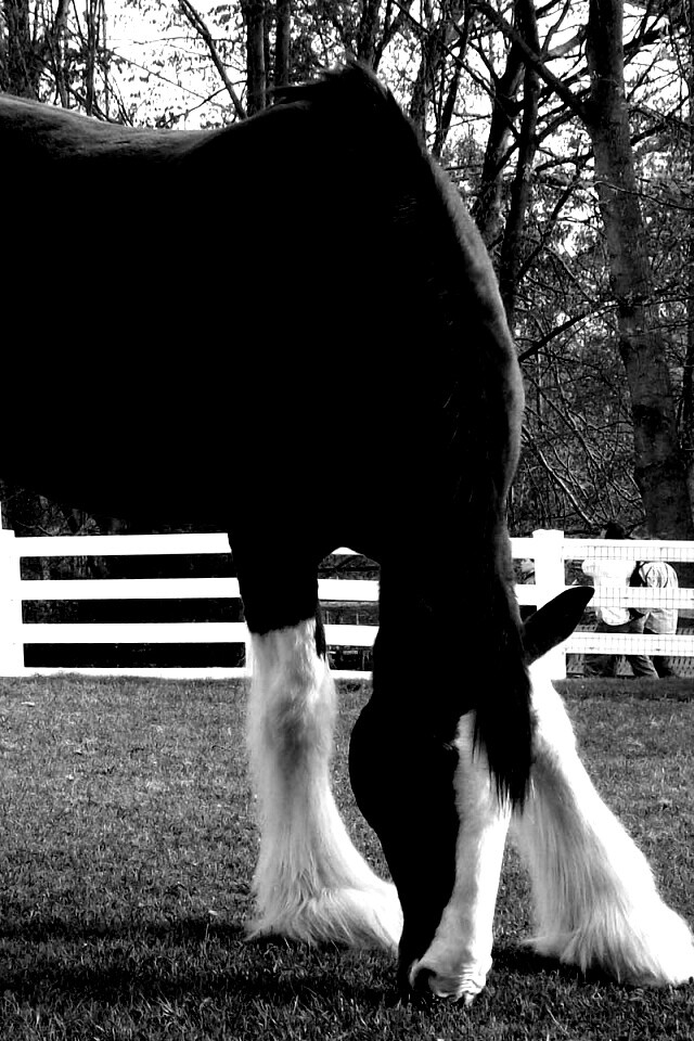 Лошадь с лохматыми ногами обои