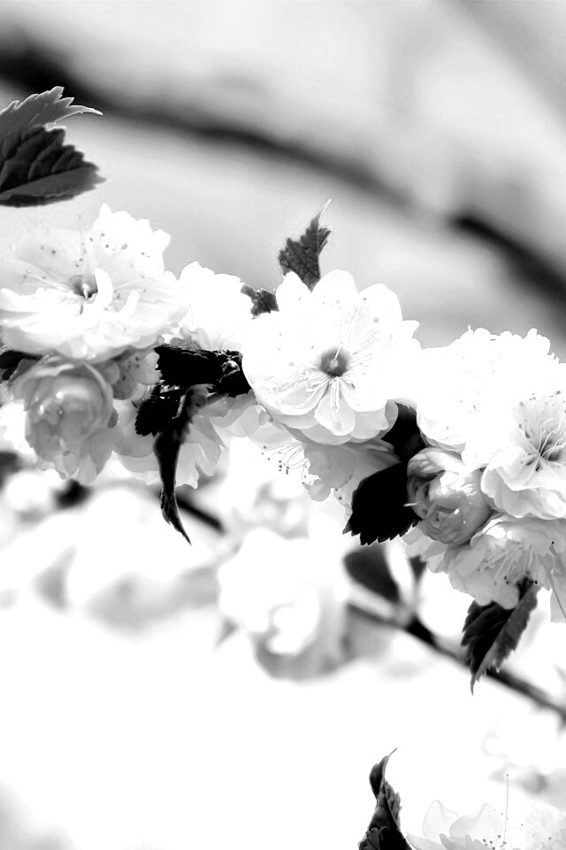 Ветка с цветами обои